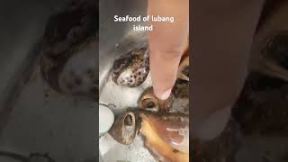 Seafood in lubang island occidental Mindoro shell fish fishing rdoutdoor travel fish [upl. by Urdna479]