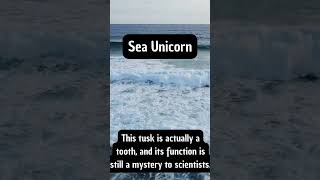 Be careful with narwhals trending facts wildanimalfacts funny educationalwildlife shortsvideo [upl. by Kepner]