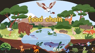 Food Chain  Food Web  learning [upl. by Swithbart]