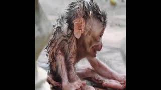 Million Sad  Poor Newborn Baby Monkey When Mum Abandoned While Giving A Birth [upl. by Holli]