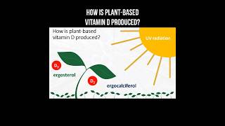 How is planbased vitamin D produced vitamind ergosterol ergocalciferol sun [upl. by Auqinehs699]