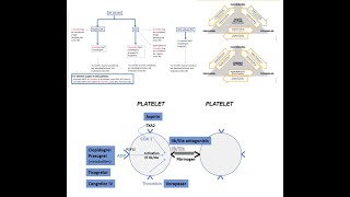 Antiplatelet therapy periPCI acute and longterm management Elias Hanna Univ Iowa [upl. by Uhile]