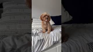 Darcie joining in a Teams call dog puppy barking cavapoo [upl. by Blinni]