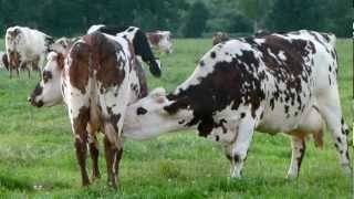 Vaches sélectionnées pour la régulation de la production laitière [upl. by Wymore125]