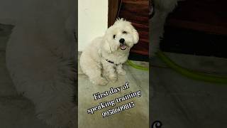 Shih Tzu puppy Counting Training pushpa2therulesongs song shortvideo youtubeshorts viral dog [upl. by Ajdan]