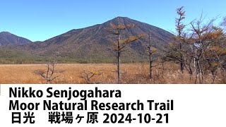 日光戦場ヶ原 Nikko Senjogahara Moor Natural Research Trail 20241021 [upl. by Eillime]