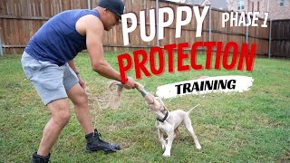 Phase 1 Puppy Protection Training 101 [upl. by Aelegna63]