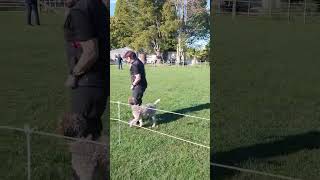 Lagotto Romagnolo  Competitive Obedience [upl. by Rori671]