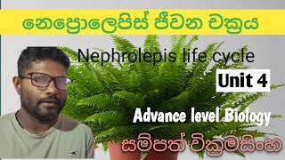 නෙප්‍රොලෙපිස් ජීවන චක්‍රය Nephrolepis life cycle advancedlevelsinhala unit4 [upl. by Oirramed259]