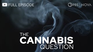 The Cannabis Question I Full Documentary I NOVA I PBS [upl. by Sonafets694]