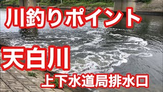 天白川 上下水道局排水口 川釣りポイント [upl. by Ferrigno]