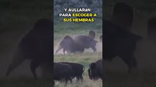 Los Bisontes Aúllan 😟 [upl. by Neo983]