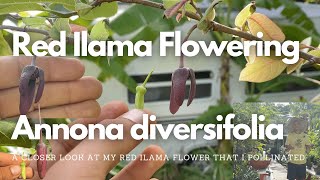 Red Ilama Flowering  Hand Pollinated  Annona diversifolia [upl. by Oringas597]