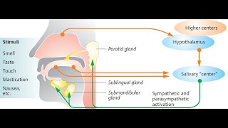 Physiology of saliva Salivary glands volume of saliva composition of saliva and functions [upl. by Yran]