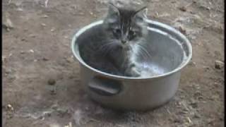 Wild Kitten Kitty Cat Playing in Cooking Pot [upl. by Stiles874]