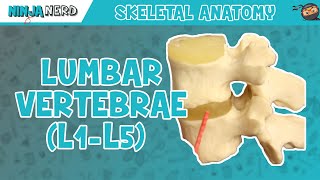 Lumbar Vertebrae L1L5 Anatomy [upl. by Grinnell367]