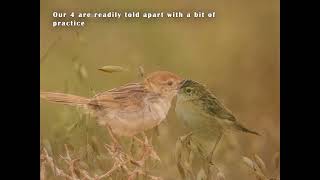 The Cisticolas of the Overberg Wheatfields [upl. by Adgam]