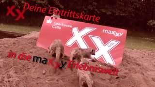 Lebe lieber Maxxy Sparkasse Celle  Der Film mit den Erdmännchen Teil 1 [upl. by Chyou995]