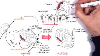 Obstetrics  Stages of Labour [upl. by Lait]