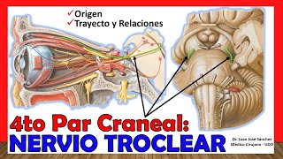 🥇 4to Par Craneal  NERVIO TROCLEAR Patético ¡Explicación Fácil y Sencilla [upl. by Yeo]