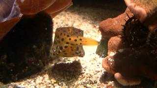 Boxfish Ostracion cubicus  Gelbbrauner Kofferfisch 1 [upl. by Adniled]