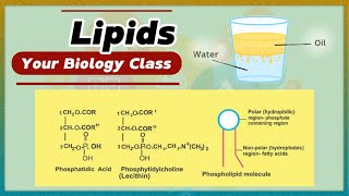 Lipids  Types of Lipids  Biology Class [upl. by Noillid]