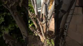 Cutting Little Branches Off Tree [upl. by Pownall]