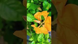 Crossandra infundibuliformis Flower Plant Propagation amp Care plant gardening evergreen india [upl. by Brew]