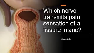 Which nerve transmits pain sensation of a fissure in ano [upl. by Vlada773]