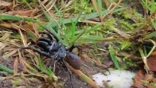 Gewone mijnspin  Atypus affinis  Annelies van Klinken [upl. by Lunneta746]