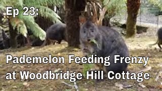 Ep 23 Pademelon Wallaby feeding frenzy at Woodbridge Hill Cottage [upl. by Scrope717]