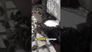 POV Tikus got keluar rumah short [upl. by Nnahsal]