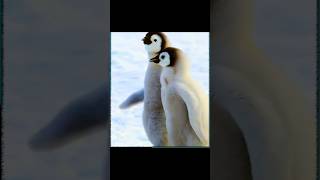 penguin 2024 youtubeshorts ytshorts viralvideo tamil love music vijaysethupathi trisha [upl. by Grenier840]