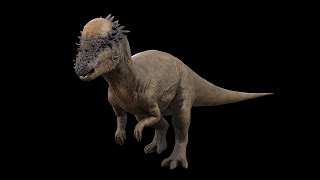 Pachycephalosaurus  ThickHeaded Lizard  NgchipvShortVer [upl. by Amirak]