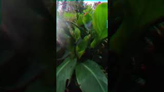 Flying over flowers in Butchart Gardens [upl. by Neil]