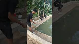 DiamDiam Tapi Ada Sambaran Ikan Monster Part 1 [upl. by Mcclary]