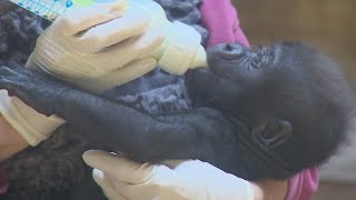 Fort Worth Zoo preparing to transfer baby gorilla Jameela [upl. by Nimesay]