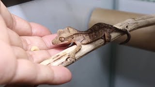 Feeding Crested Gecko Baby Lizard Larvae [upl. by Ahsiekram700]