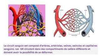 CYTOLOGIE ROLES DU CYTOSQUELETTE [upl. by Nealon292]