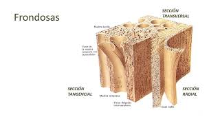 Anatomía de la madera de frondosa   UPV [upl. by Ardnoet971]