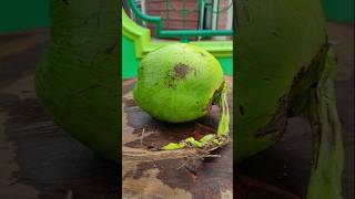 Asmr kelapa muda coconut [upl. by Yeslek]