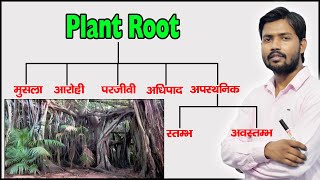 Plant Root and Their Types  Function of Root  Modified Root  in Hindi [upl. by Yurik]