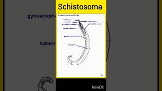 schistosoma  motivation  neet  Smartstudentwithshraddha456  iitjee  viralvideo [upl. by Ynove]