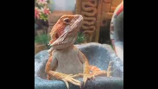 Bearded dragons Funny moments [upl. by Shelbi133]