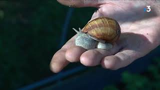 Vol de 500 escargots de Bourgogne près de Dieppe [upl. by Fadas]