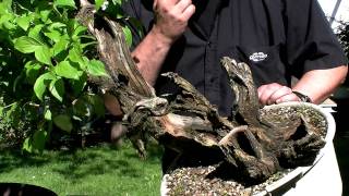 Bonsai  Cornus mas  Merlin Juni2010 [upl. by Annayr]