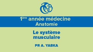 1ère année médecine Anatomie Le système musculaire [upl. by Bekelja606]