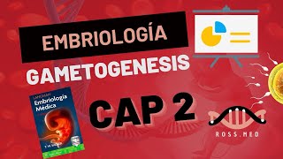 CAP 2GAMETOGENESISEMBRIOLOGÍA MÉDICA DE LAGMANRESUMENPODCAST [upl. by Jaqitsch]