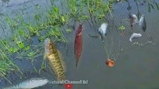 Traditional Fishing in Bangladeshi Village part 23  bd fishing  Natural Channel BD [upl. by Kingsley]