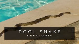 Dont Fear The Poolside Snake  Kefalonia Greece [upl. by Agretha819]